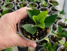 ГАРДЕНИЯ ЖАСМИНОВИДНАЯ МАХРОВАЯ