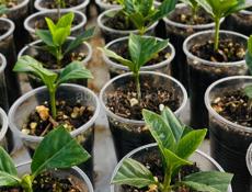 ГАРДЕНИЯ ЖАСМИНОВИДНАЯ МАХРОВАЯ