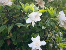 ГАРДЕНИЯ ЖАСМИНОВИДНАЯ МАХРОВАЯ