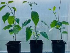 Бугенвиллия 