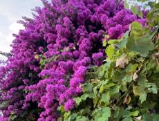 Бугенвиллия 