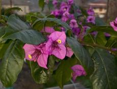 Бугенвиллия 