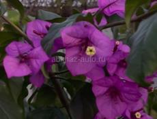 Бугенвиллия 