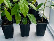 Бугенвиллия 