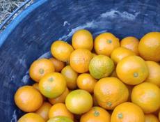 Пойдём собирать мандарины 