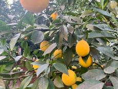 Ароматные лимоны 