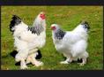 петух и куры порода Брама