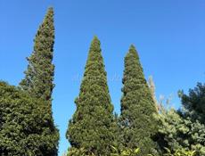 1 комн кв, 1 линия