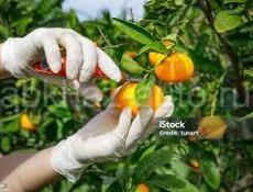 Пойдем на сбор мандарины