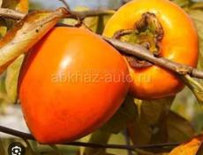 Куплю хурму 