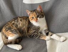 Чудесные котята в добрые руки