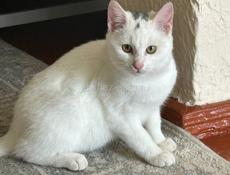 Чудесные котята в добрые руки