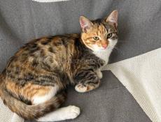 Чудесные котята в добрые руки