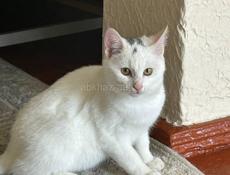 Чудесные котята в добрые руки