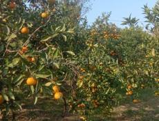 Мандарин продаю ,