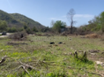 Гектар возле Бзыбской реки 