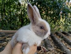 Карликовые кролики.