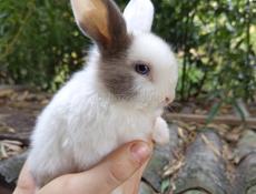 Карликовые кролики.