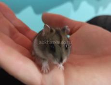 Сирийские и джунгарские хомяки.