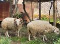 Продам , барана и барашку
