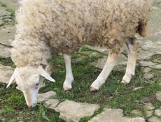Продам , барана и барашку