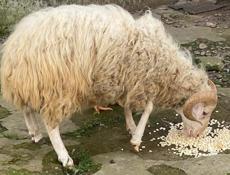 Продам , барана и барашку