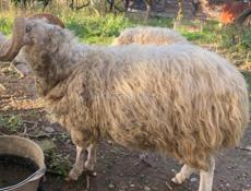 Продам , барана и барашку