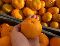 Мандарины высший сорт !