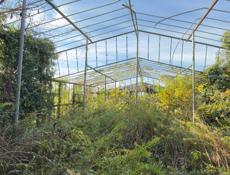 Лимонарий каркасный  