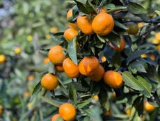 Мандарины САД под ВАШ СБОР