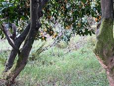 Мандарины САД под ВАШ СБОР