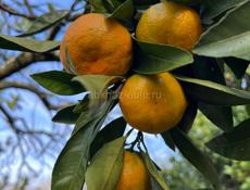 Мандарины САД под ВАШ СБОР