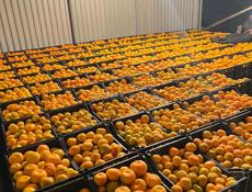 Покупаю мандарины 