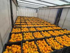 Покупаю мандарины 