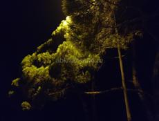 Покупаю мандарины 