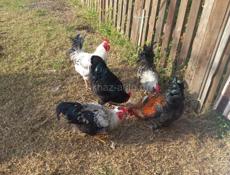 Продаю Петухи 