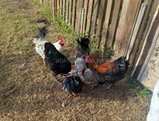 Продаю Петухи 
