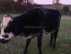 Бычок 65 70 кг 
