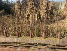 Продаю чала 