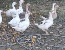 Продаю птицу - гуси, утки