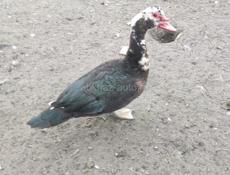 Продаю птицу - гуси, утки