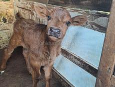 Бычок 7 дней