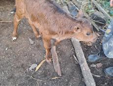 Бычок 7 дней