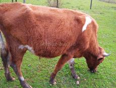 Продаются бычки 