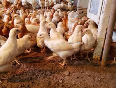 Цыплята месячные