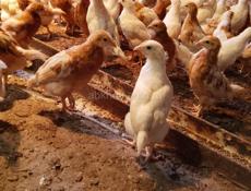 Цыплята месячные