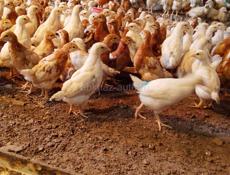 Цыплята месячные 