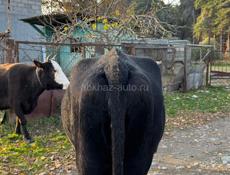 продаю коровы срочно 