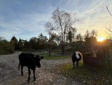 продаю коровы срочно 