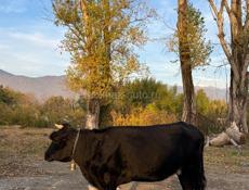 продаю коровы срочно 